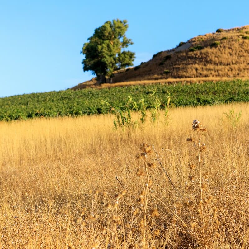Cantina Funaro - Vini Biologici Siciliani a Santa Ninfa
