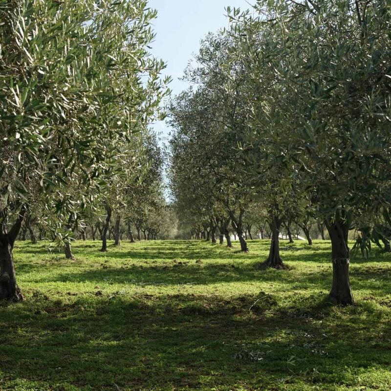 Organic extra virgin olive oil