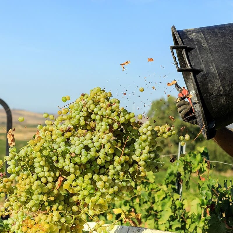 Cantina Funaro - Vini Biologici Siciliani a Santa Ninfa