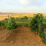 vigneti biologici sicilia