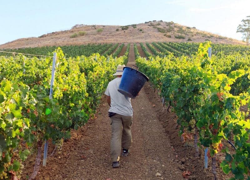 Cantina Funaro - Vini Biologici Siciliani a Santa Ninfa