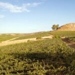 Cantina Funaro - Vini Biologici Siciliani a Santa Ninfa