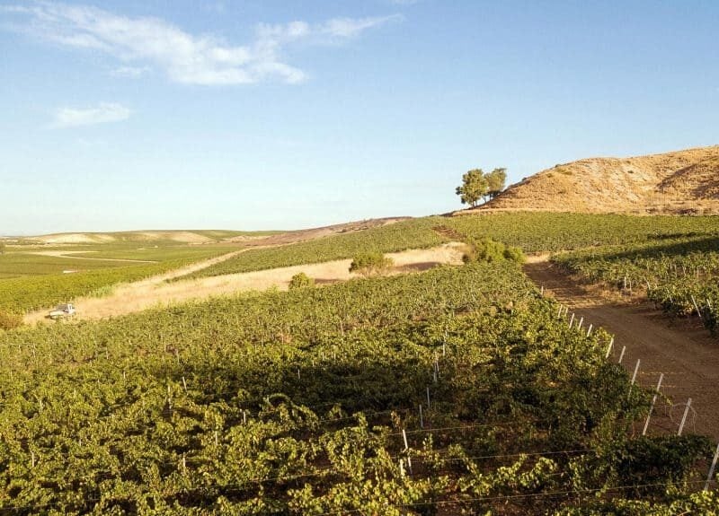 Cantina Funaro - Vini Biologici Siciliani a Santa Ninfa